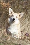 CORGI PEMBROKE 514